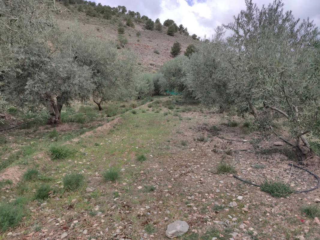 Terreno en venta en Fondón, Almería photo 3