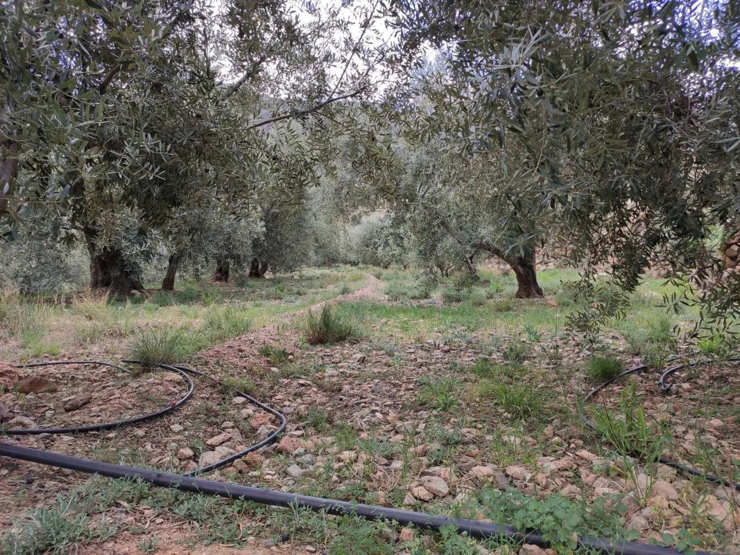Terreno en venta en Fondón, Almería photo 5
