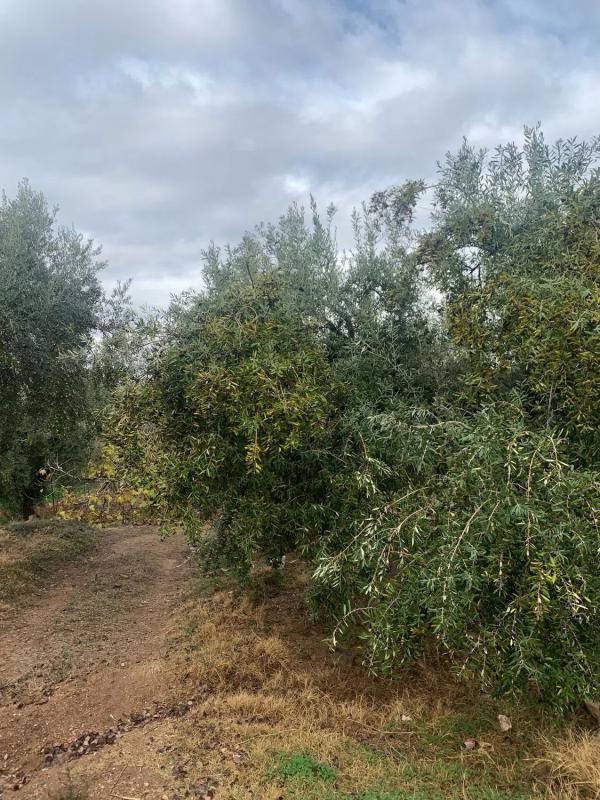 Działka na sprzedaż w Alcolea, Almería photo 3