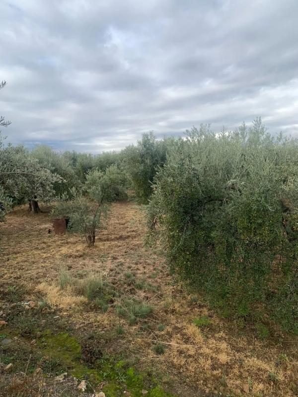 Działka na sprzedaż w Alcolea, Almería photo 4