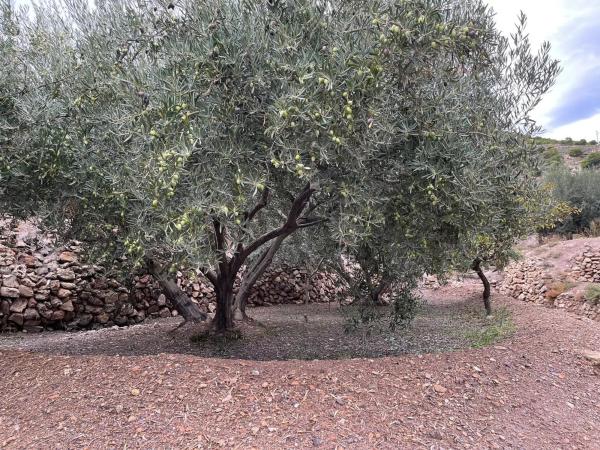 Terreno en Alhama de Almeria s/n photo 1