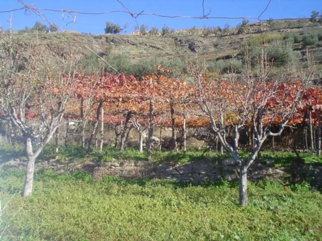 Участок земли на продажу в Оханес, Алмерия photo 3