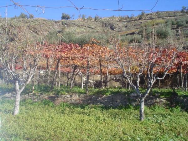 Terreno en calle Iglesia s/n Sn photo 3