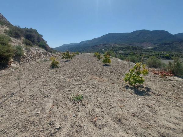 Terreno en calle Canjayar s/n photo 1