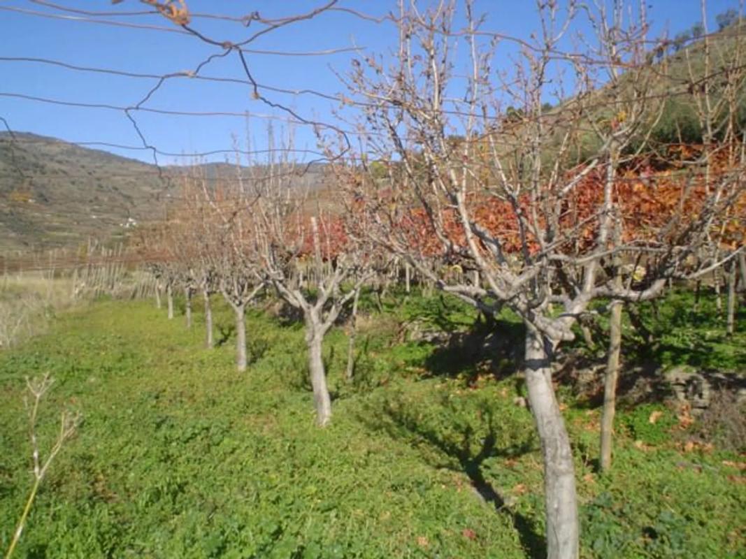 Участок земли на продажу в Оханес, Алмерия photo 4
