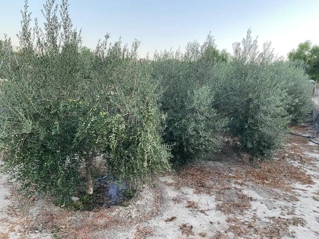 Działka na sprzedaż w Alhabia, Almería photo 3