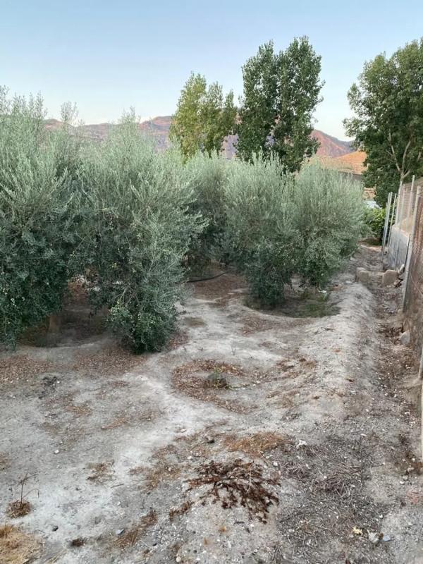Działka na sprzedaż w Alhabia, Almería photo 5