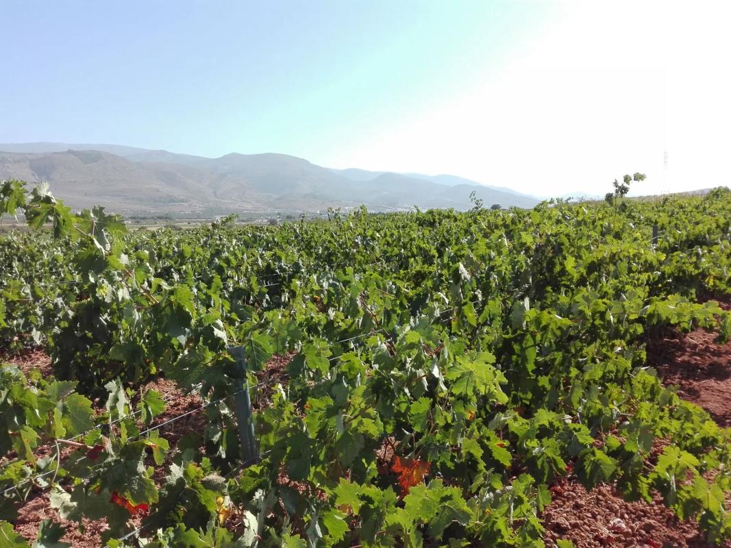 Terreno en venta en Laujar de Andarax, Almería photo 1
