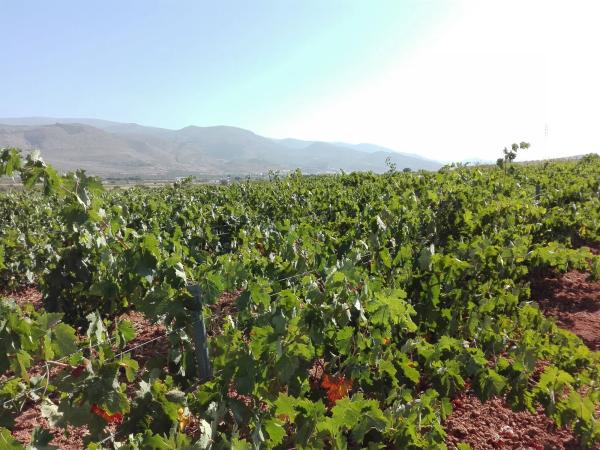 Terreno en Paraje de ojancos s/n photo 1