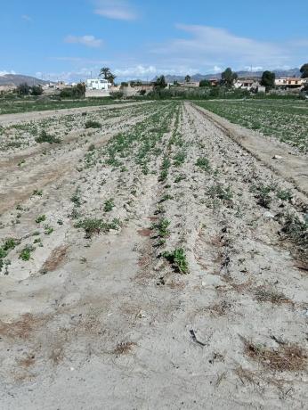 Terreno en Paraje de arnillas, 10 thumbnail 1