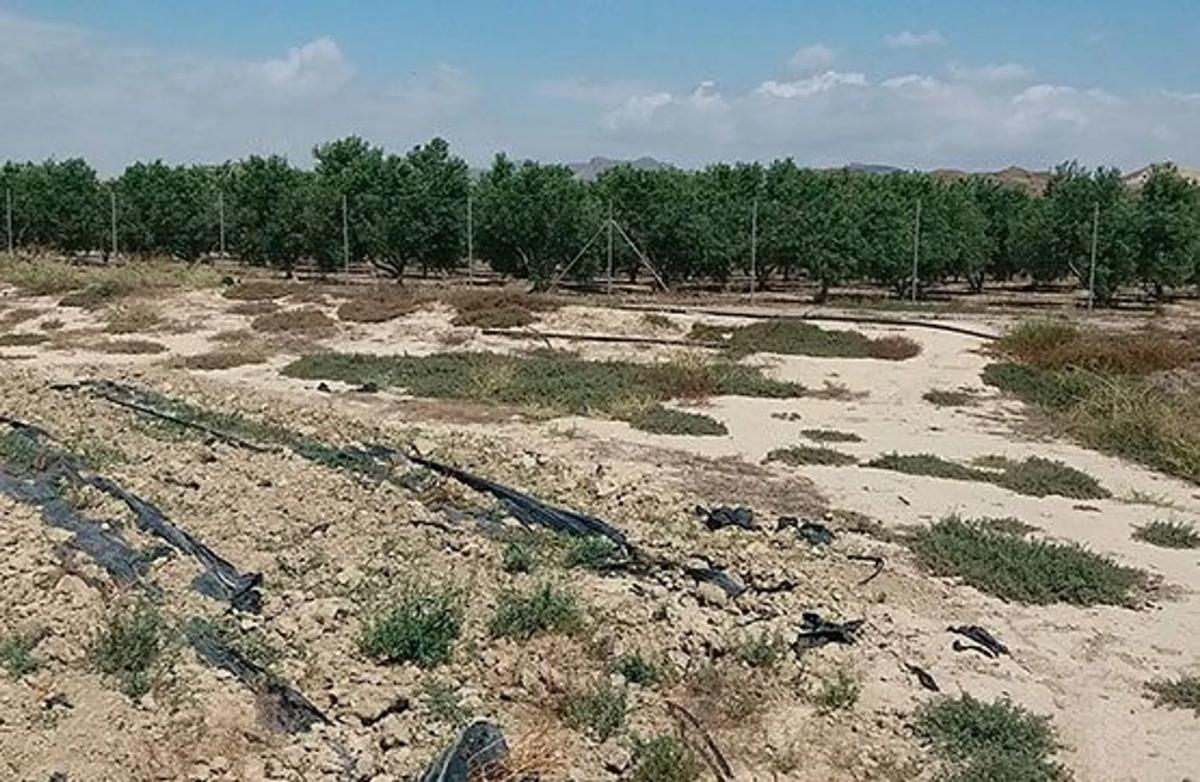 Terreno en venta en Cuevas del Almanzora, Almería photo 5