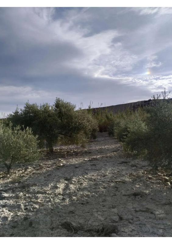 Terreno en venta en Huercal Overa, Almería photo 4