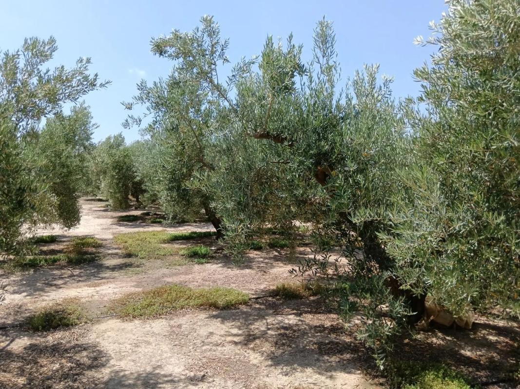 Działka na sprzedaż w Huercal Overa, Almería photo 2