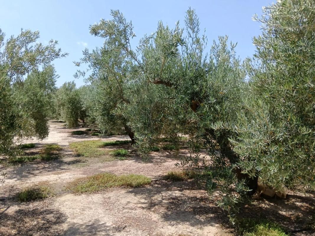 Działka na sprzedaż w Huercal Overa, Almería photo 4
