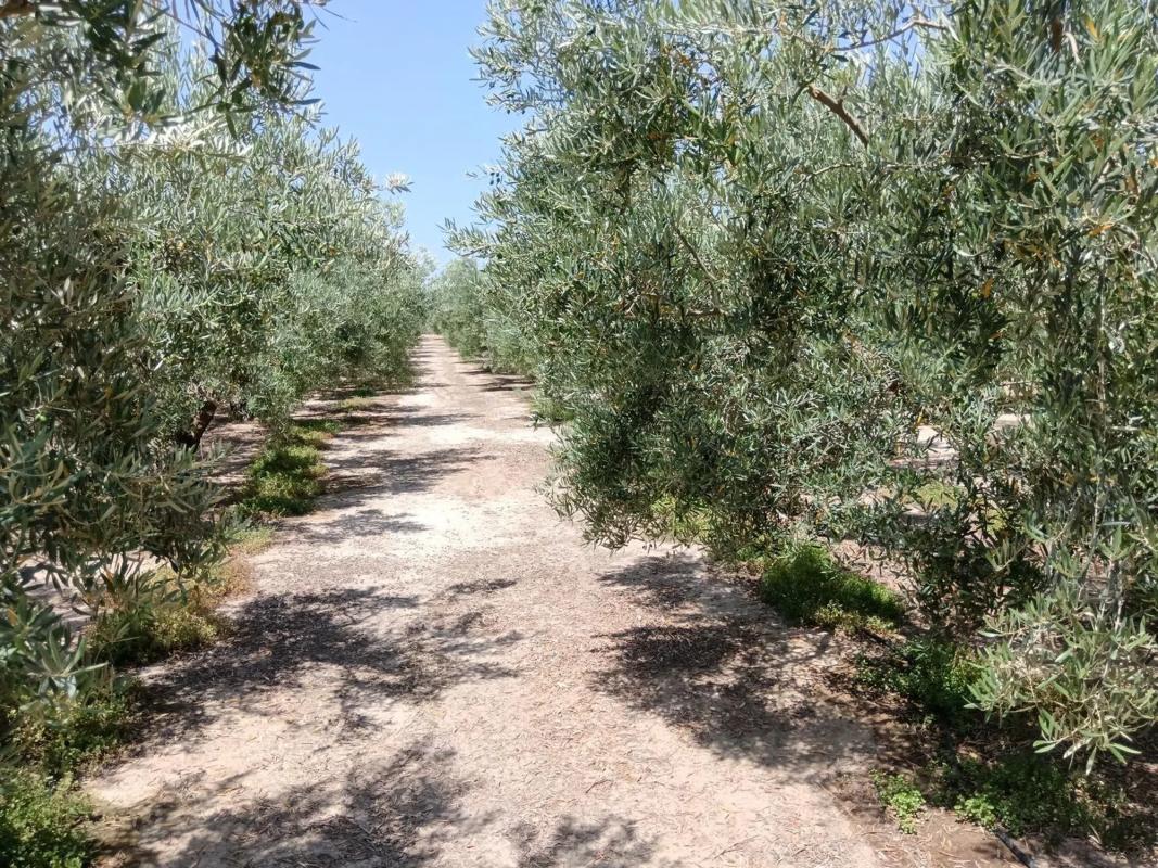Działka na sprzedaż w Huercal Overa, Almería photo 5