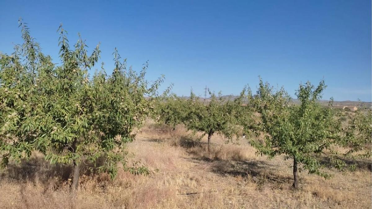 Działka na sprzedaż w Huercal Overa, Almería photo 2