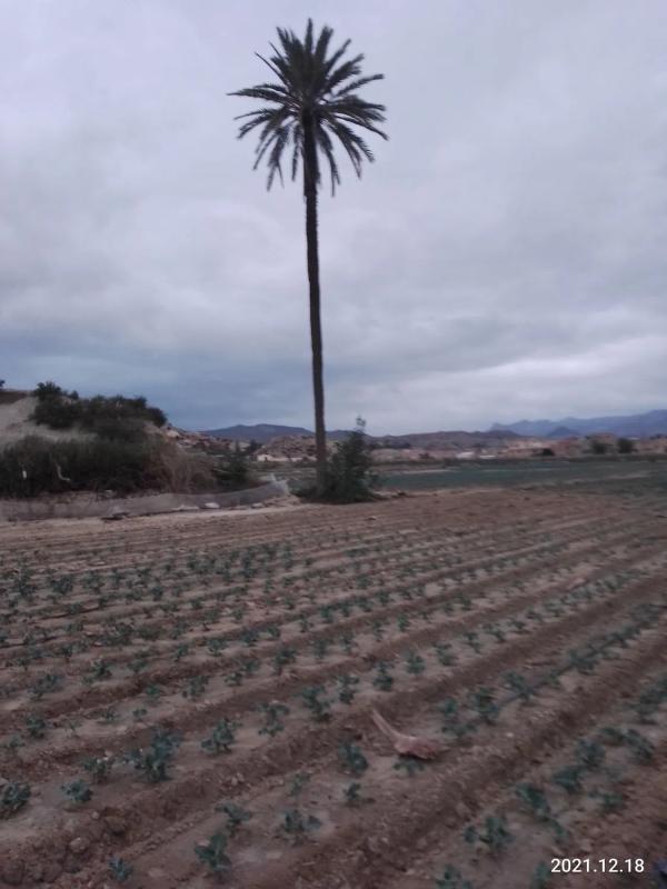 Land for sale in Cuevas del Almanzora, Almería photo 3