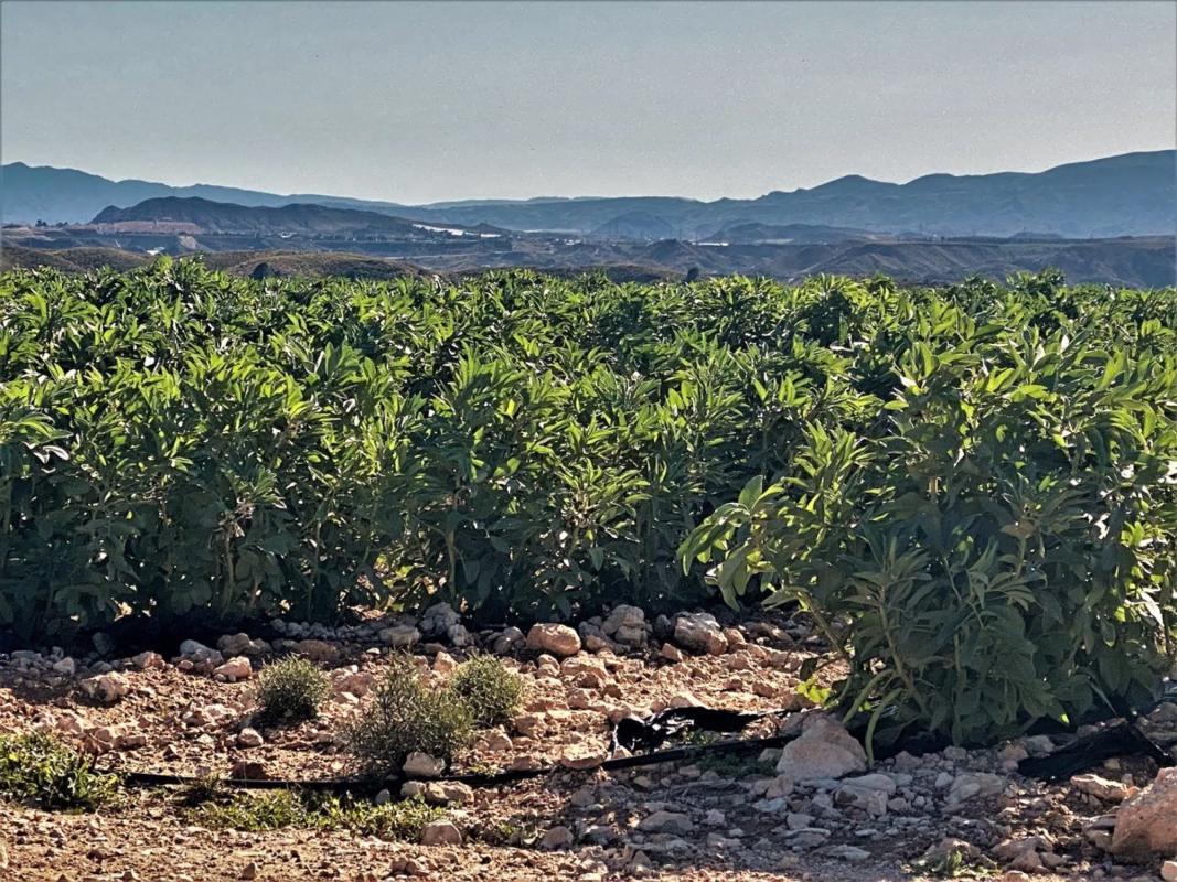 Terreno en venta en Cuevas del Almanzora, Almería photo 3