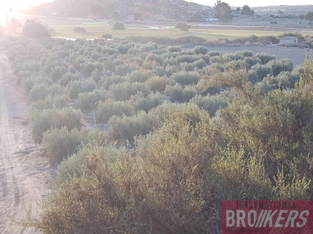 Terreno en venta en Cuevas del Almanzora, Almería photo 2