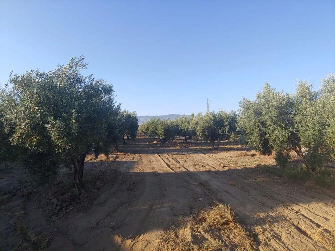 Terreno en venta en Tabernas, Almería photo 5