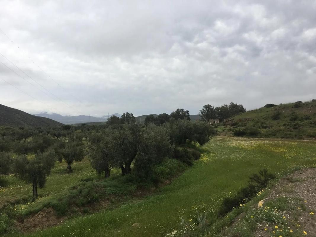 Terreno en venta en Tabernas, Almería photo 3