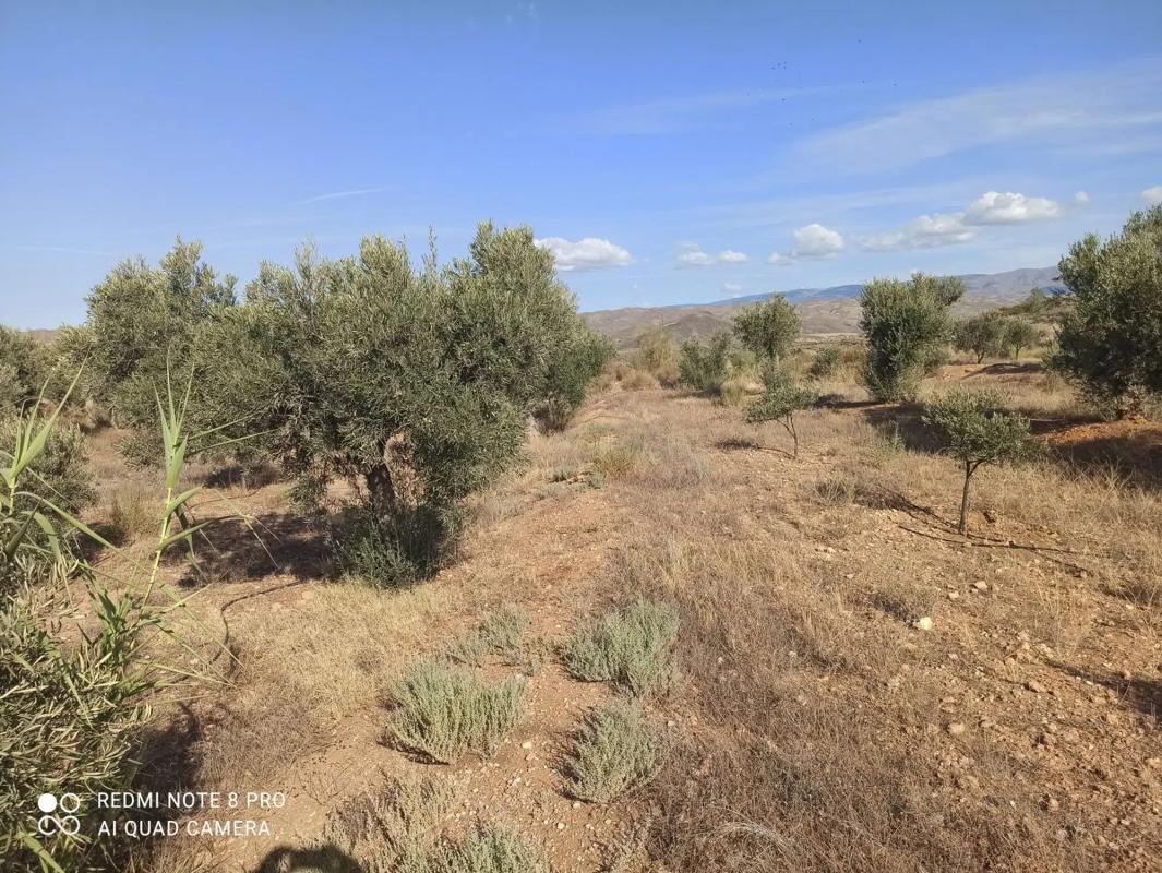 Terreno en venta en Tabernas, Almería photo 2