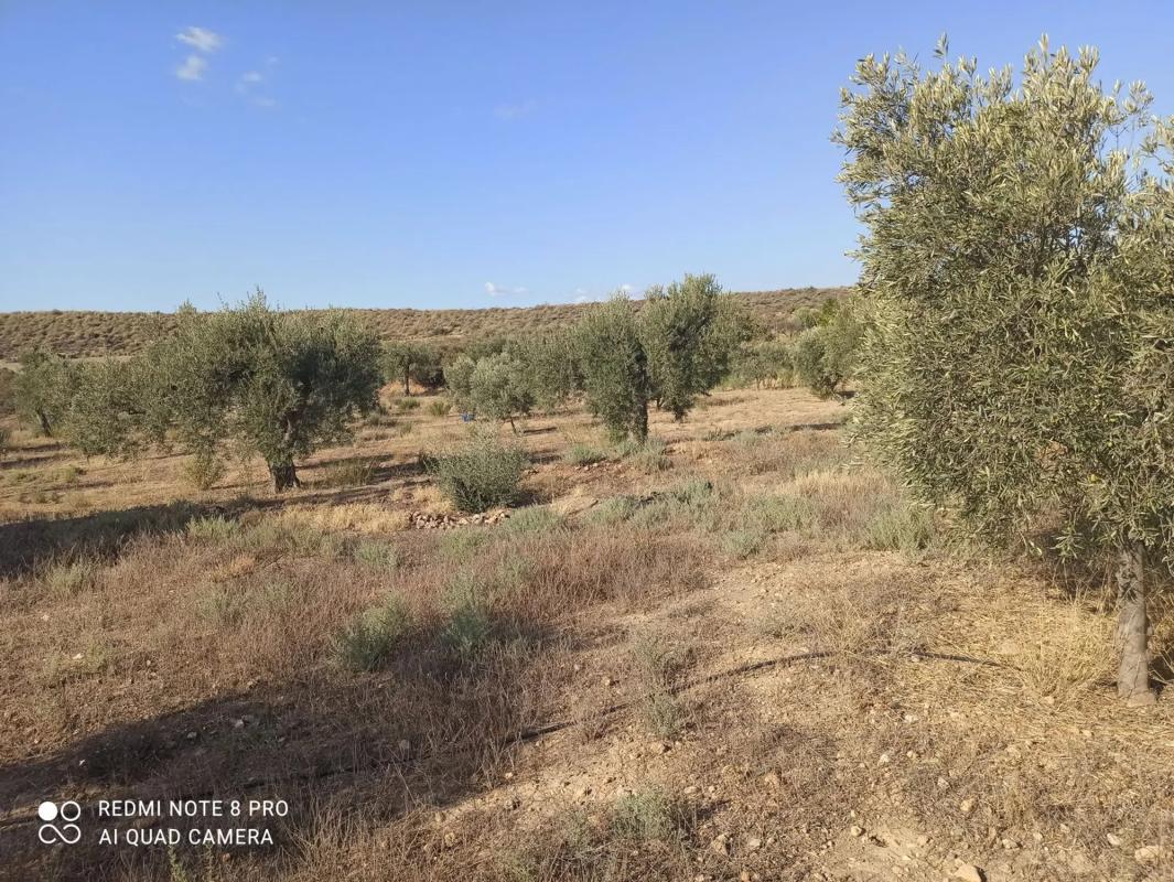 Terreno en venta en Tabernas, Almería photo 3