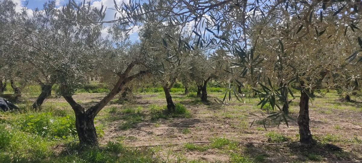 Land for sale in Sorbas, Almería photo 5