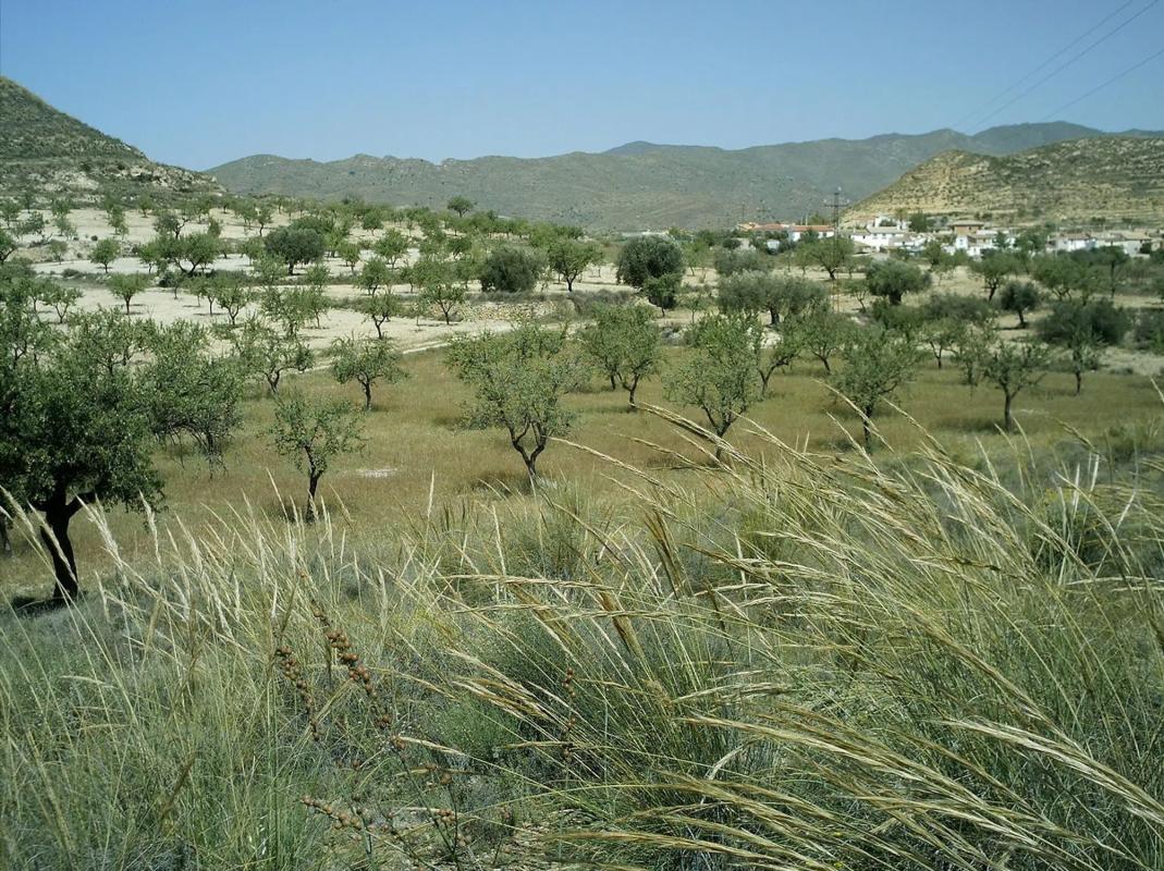Land for sale in Sorbas, Almería photo 2