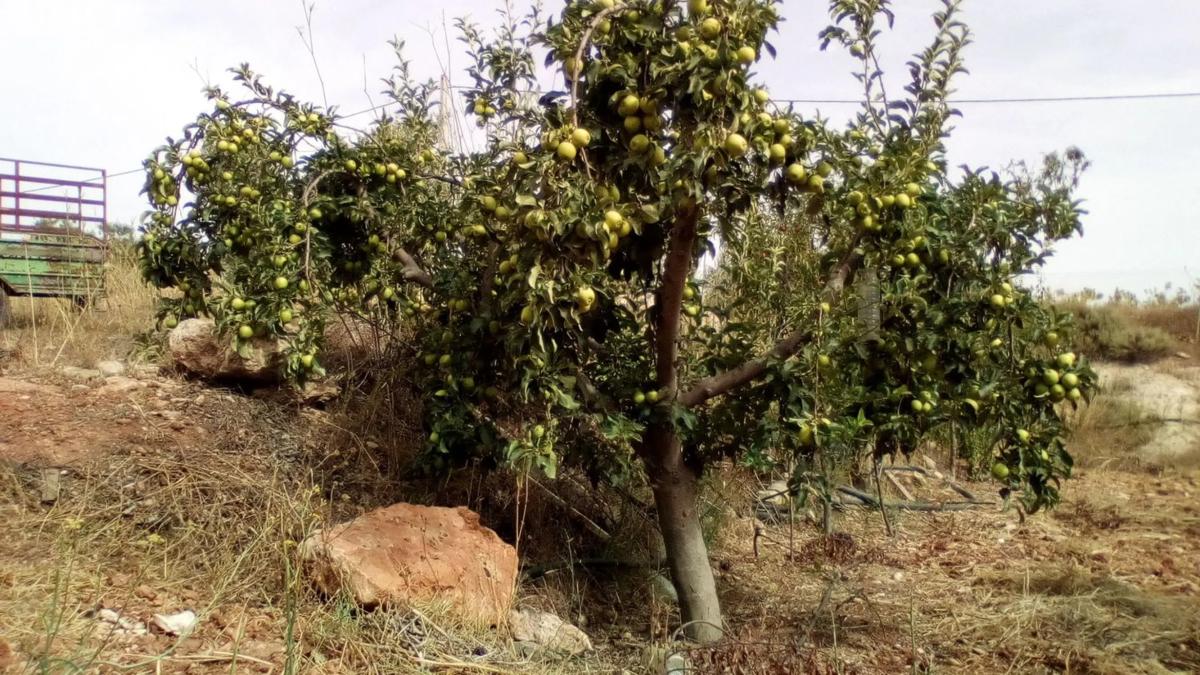 Terreno en venta en Sorbas, Almería photo 2