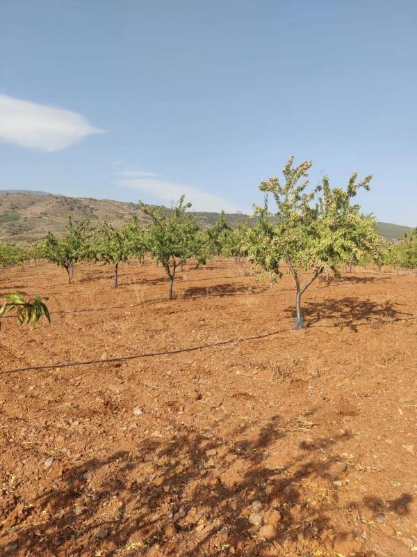 Terreno en venta en Abrucena, Almería photo 4