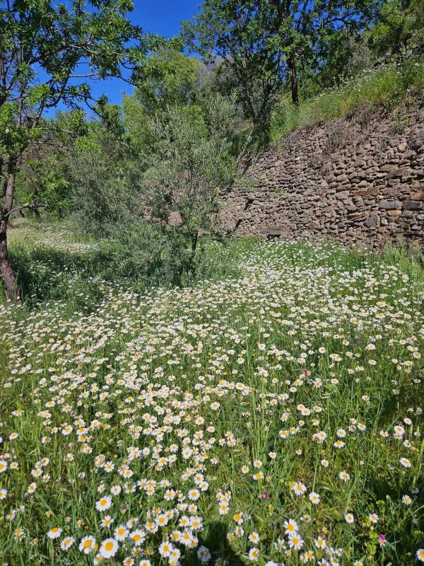 Terreno en venta en Abla, Almería photo 5