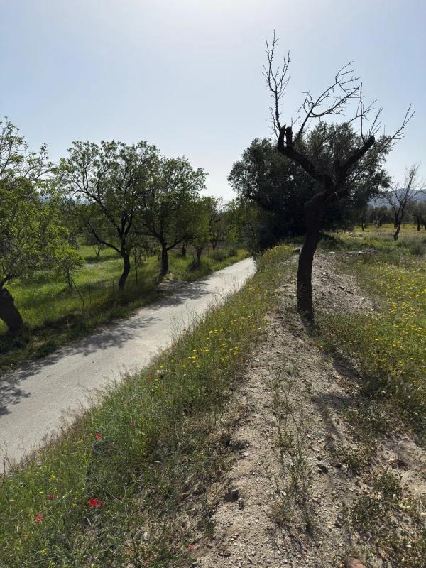 Terreno en venta en Fiñana, Almería photo 4