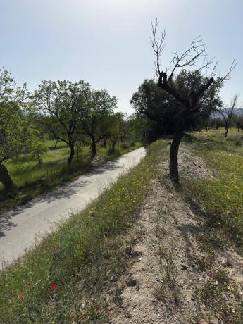Terreno en camino Moladi photo 4
