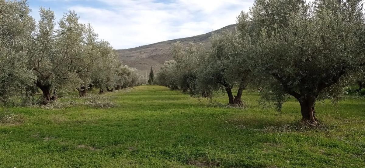 Terreno en venta en Las Tres Villas, Almería photo 2