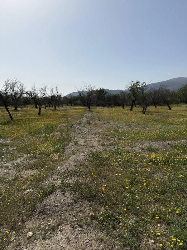 Terreno en venta en Fiñana, Almería photo 5
