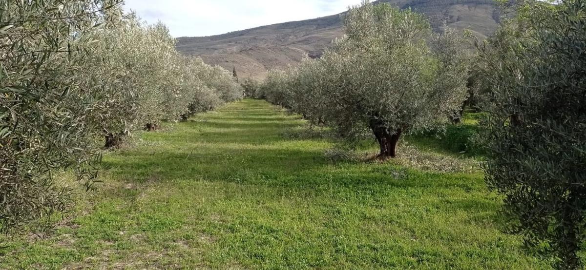 Terreno en venta en Las Tres Villas, Almería photo 4