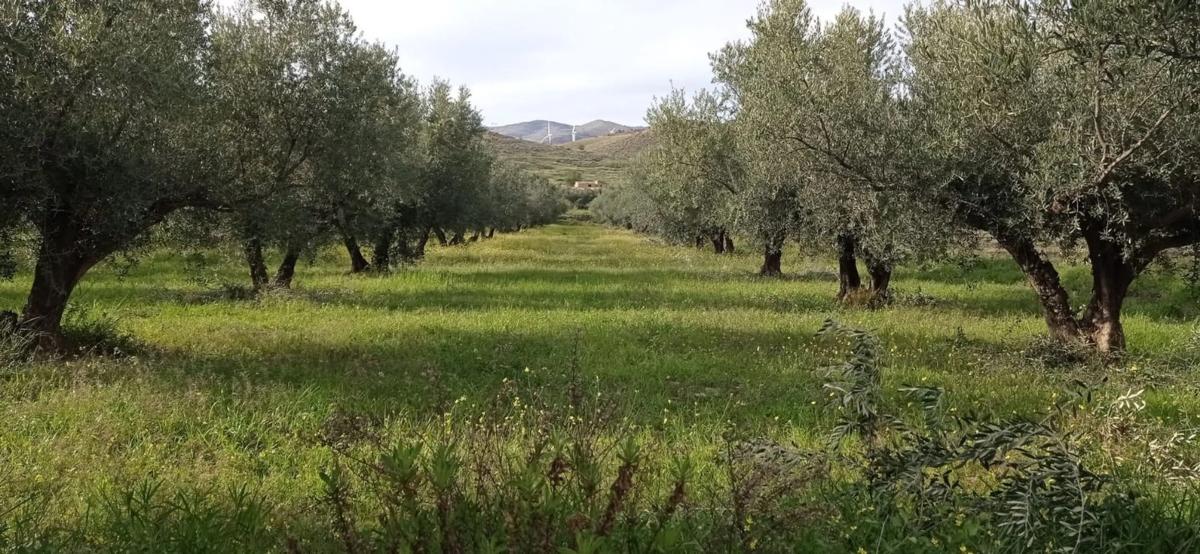 Terreno en venta en Las Tres Villas, Almería photo 5