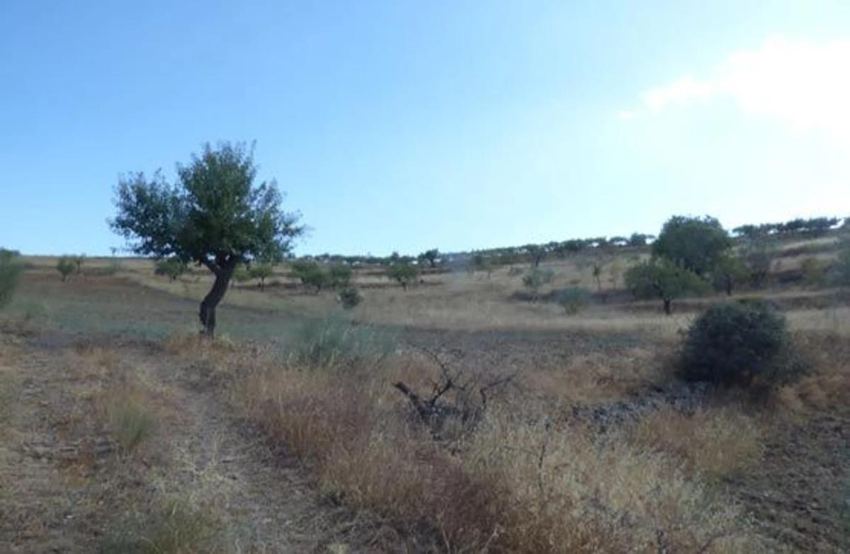 Land for sale in Tahal, Almería photo 2