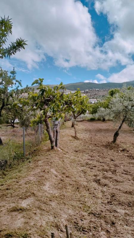 Terreno en venta en Abla, Almería photo 3