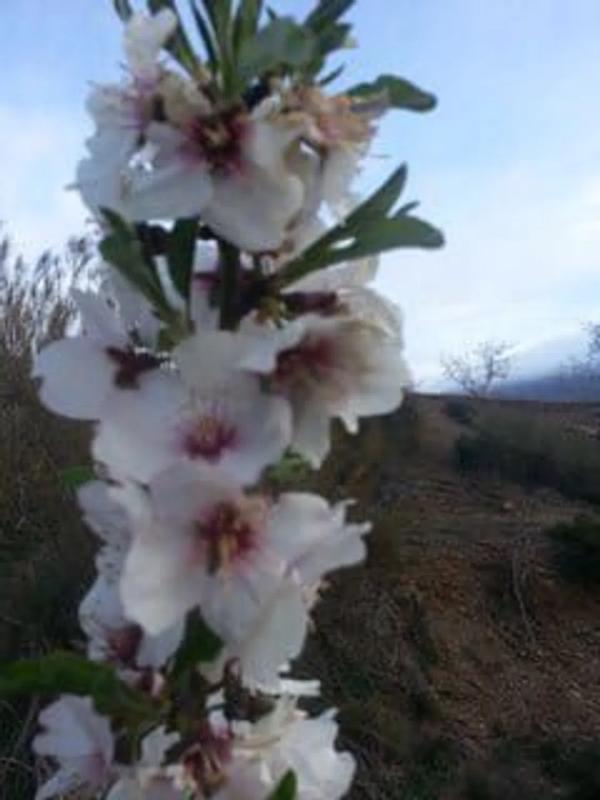 Terreno en venta en Fiñana, Almería photo 3