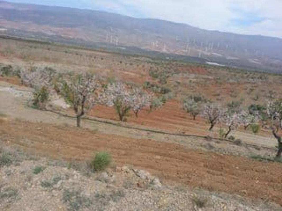 Terreno en venta en Fiñana, Almería photo 4
