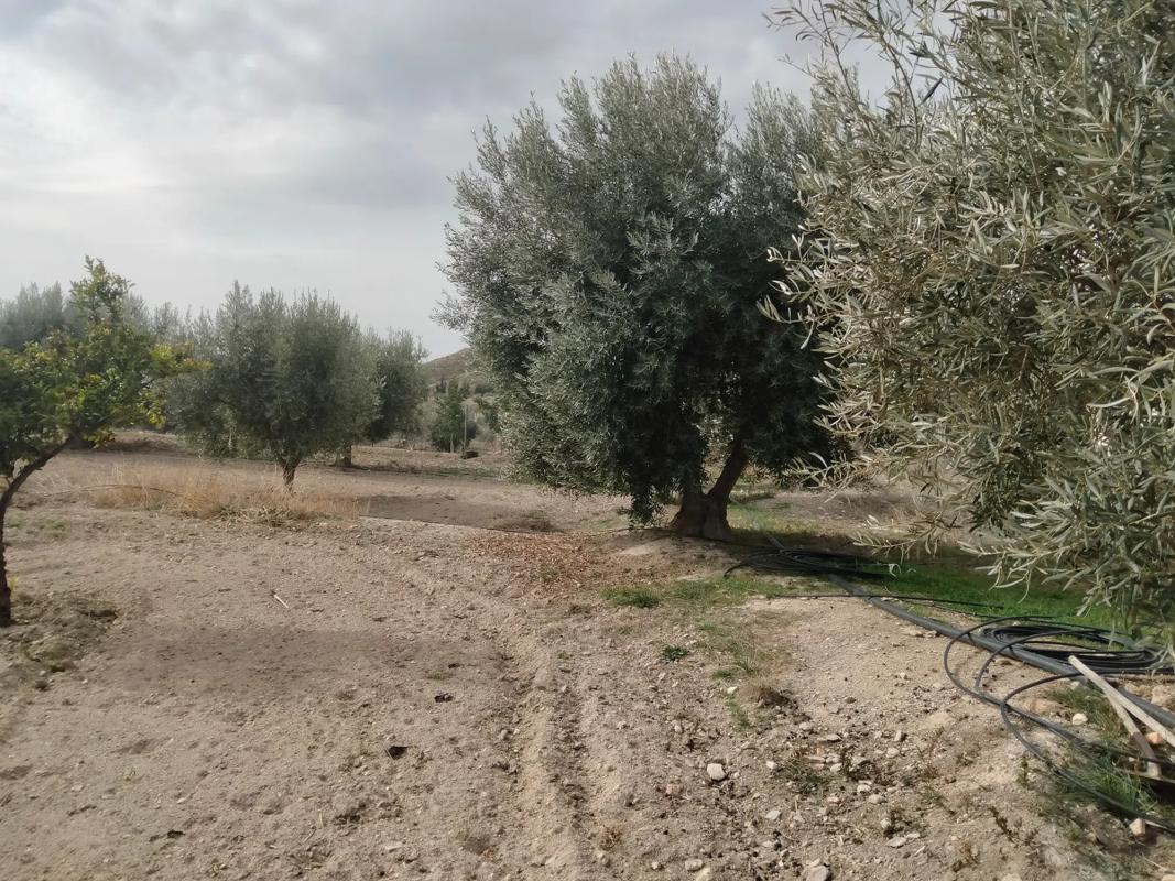 Terreno en venta en Uleila del Campo, Almería photo 4