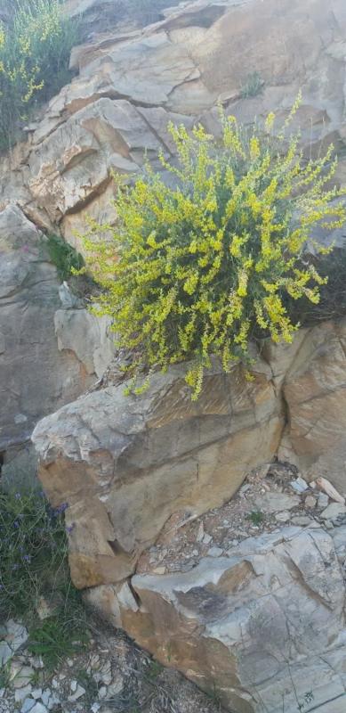 Działka na sprzedaż w Tahal, Almería photo 2