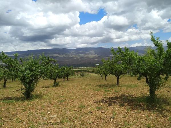 Terreno en Vega de Fiñana, km 92 thumbnail 1