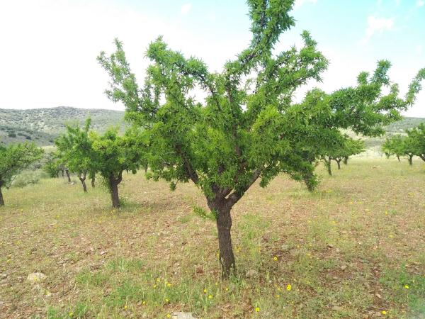 Terreno en Vega de Fiñana, km 92 thumbnail 2