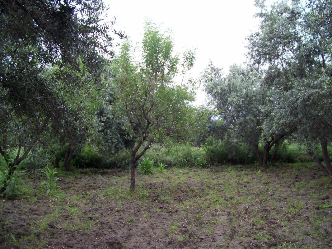 Terreno en venta en Las Tres Villas, Almería photo 2