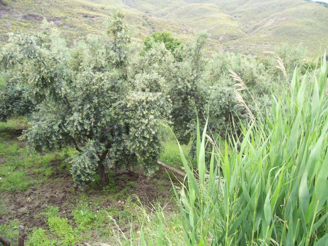 Terreno en venta en Las Tres Villas, Almería photo 3
