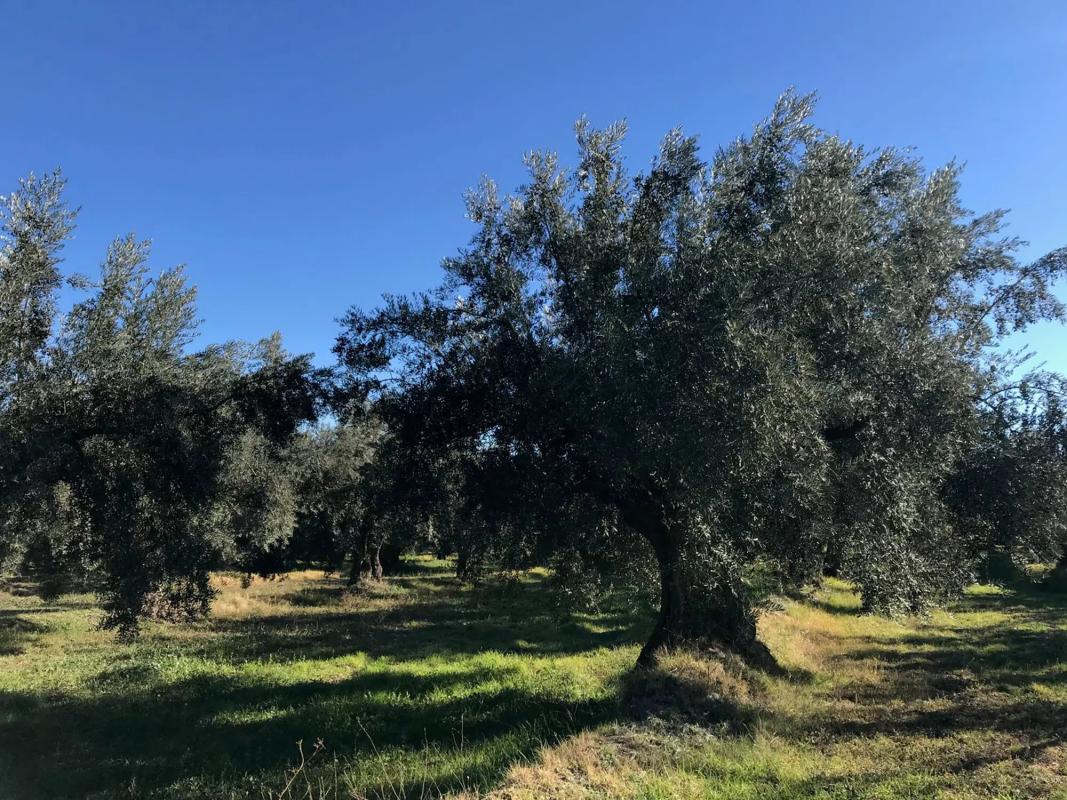 Terreno en venta en Fiñana, Almería photo 2