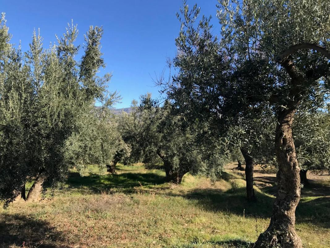 Terreno en venta en Fiñana, Almería photo 3